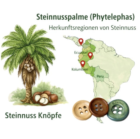 Steinnuss – Herkunft, Herstellung & Färbung von Naturknöpfen